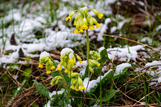 Bright yellow cowslip flowers blooming in early spring, partially covered by a sudden layer of white melting snow on the green grass, fragile beauty surviving the cold weather