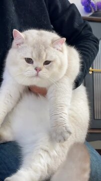 A cute and fluffy white British Shorthair cat being held by its owner indoors