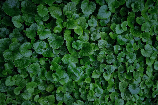wet deep green color leaves of glechoma hederacea plant close up, abstract natural background. forest wild plant foliage texture. spring summer season. template for design. flat lay. full frame