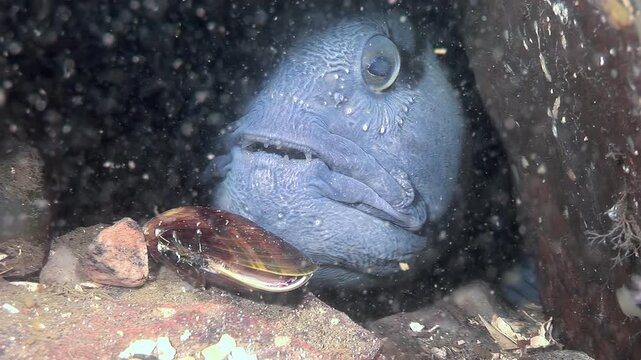 An Atlantic Catfish, Anarhichas lupus, rests in its natural habitat. The underwater creature is near rocks and a shell. The sea cat appears calm in the cold Atlantic water during the day.