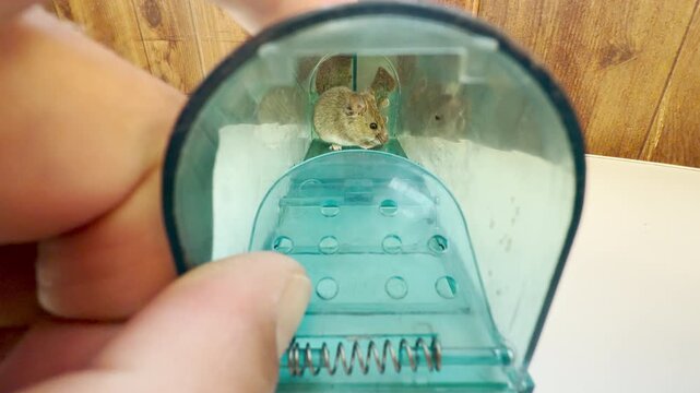 A small house mouse grooms its face inside a green plastic live trap held by a person. Looking down the clear tunnel at the tiny pet-like rodent creates a feeling of gentle relief and warm empathy.