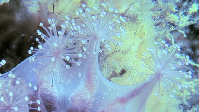 Observe Lucernaria quadricornis, stalked jellyfish, in its natural habitat. This cnidarian species is seen underwater in the cold, clear waters of the Arctic.