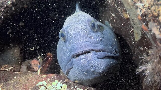 A close encounter shows a serene Atlantic wolffish, also known as a sea cat, calmly resting within a crevice. This captivating encounter captures the subtle beauty of deep-sea creatures.