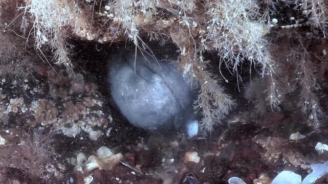 During daylight hours, Anarhichas lupus, also known as Atlantic Catfish or Sea Wolf, rests inside its rocky den among algae. The Fish remains still near ocean bottom.