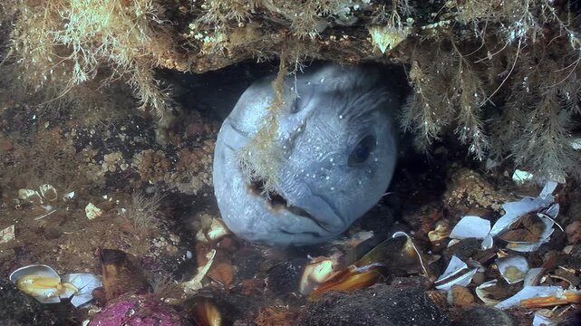 Observe an Atlantic Wolffish, scientific name Anarhichas lupus, resting inside its rocky den during the day. The sea wolf remains still, showing its unique facial features and textured skin.