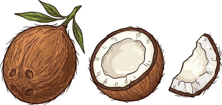 Minimalist coconut outline icon set vector illustration featuring whole fruit half shell palm leaves tropical drinks cocktails and cosmetic oil bottles isolated on white background.