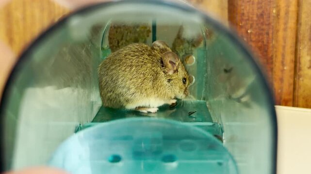 A small gray house mouse sits quietly inside a clear plastic humane trap. This close-up view evokes a compassionate and hopeful feeling for its survival and safety.
