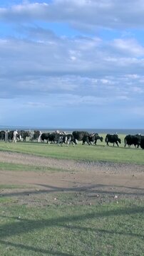 Majestic yaks gently traverse lush green landscapes, peacefully feeding along pristine shores of Lake Khuvsgul. This tranquil moment unfolds amidst rugged, towering mountains Mongolia under vast sky.