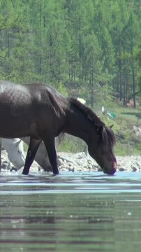 Wild horses find solace by the sparkling waters of Khuvsgul Lake. They peacefully quench their thirst, a timeless moment captured amidst Mongolia's breathtaking mountain scenery.