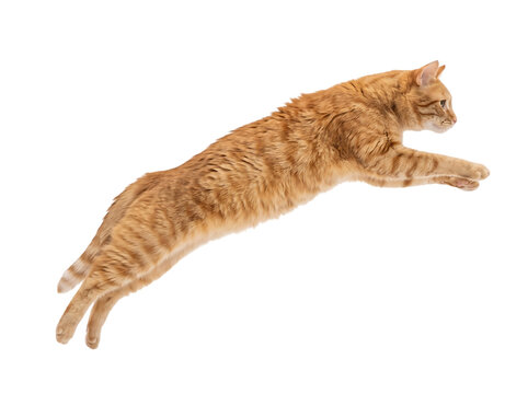 A ginger tabby cat jumping through the air isolated on transparent background