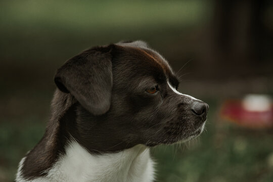dog portrait brown white profile