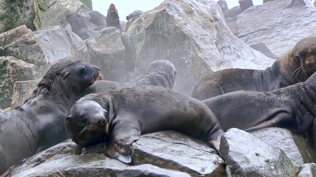 In the stunning Arctic, a lively colony of sea lions relaxes among rocky shores. Young cubs frolic and explore, showcasing their playful nature in this chilly environment.