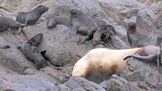 In the chilly Arctic, a lively group of sea lions gathers on rocky shores. Playful cubs tumble around as adults engage in social interactions, showcasing the joy and vitality of their community.