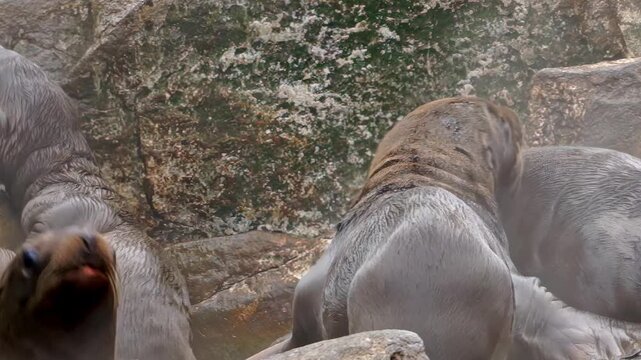 Watch a lively colony of sea lions frolic with their adorable young cubs in the cool Arctic. The playful antics bring joy and charm to this icy habitat as they interact and explore together.