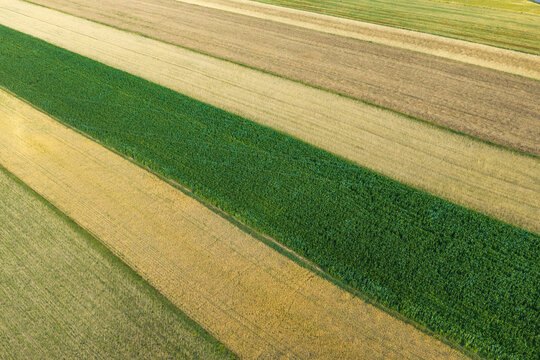 Aerial view of agricultural fields with alternating strips of green and yellow crops in the countryside Poland.