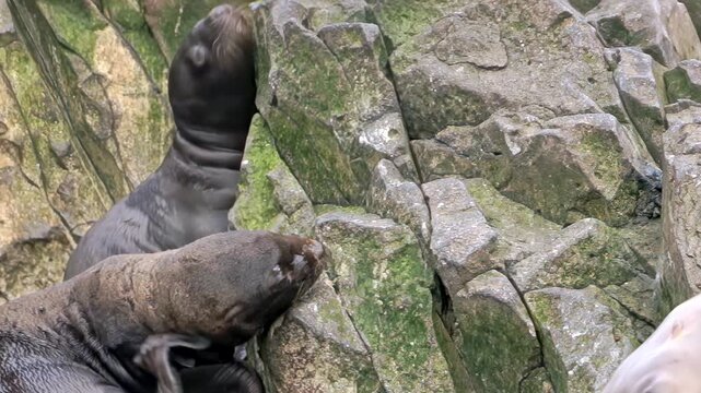 In chilly Arctic, lively colony of sea lions and seals, accompanied by playful young cubs, explores rocky shores. Their joyful interactions showcase spirit of life in cold embrace of nature.