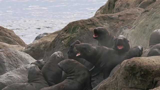 A lively colony of sea lions and their playful cubs enjoys the cold Arctic air. They frolic among the rocky shores, basking under the sun and nurturing their close bonds in a stunning natural setting.