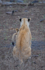 Lion in the bush of Kruger National Park South Africa © Mathis