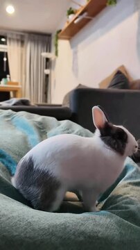 Hand feeding Cute bunny.