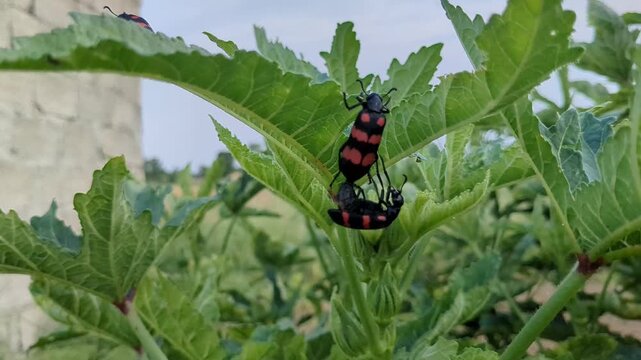 Red and Black Blister Beetles Mating on Green Plant Leaf - Close-Up Macro Wildlife Photography