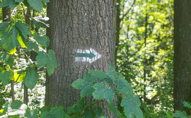 Painted trail marker arrow on tree bark in forest © Liubou