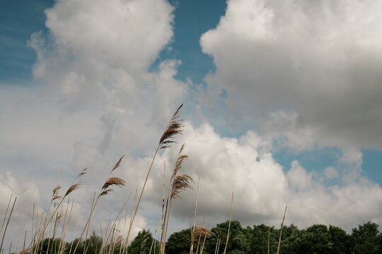Pampas au vent &agrave; Saint-Valery-sur-Somme dans les Hauts-de-France, parc naturel r&eacute;gional Baie de Somme en Picardie maritime