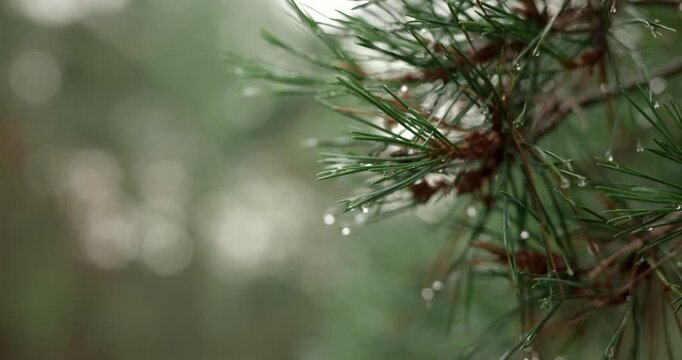 Close up of water drops dripping from green pine needles with audio included