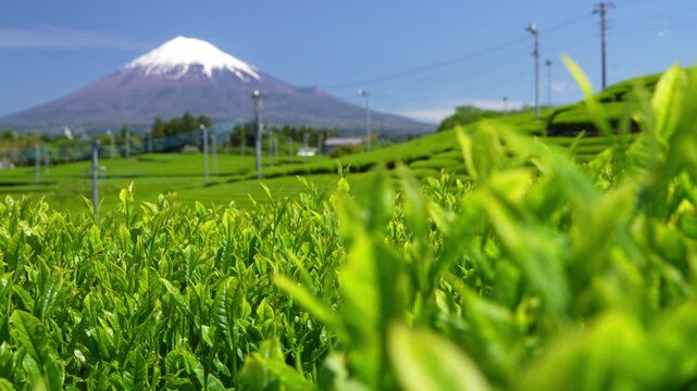 富士山と茶畑の風景