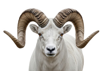 Fototapeta premium Frontal portrait of a majestic dall sheep with large curved horns isolated on transparent background