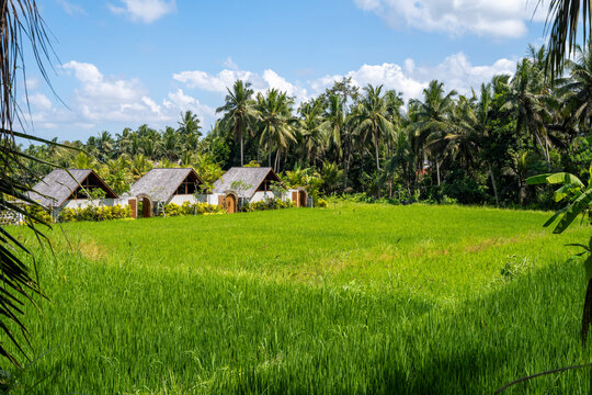 Paysages de rizi&egrave;res &agrave; Bali , Indon&eacute;sie