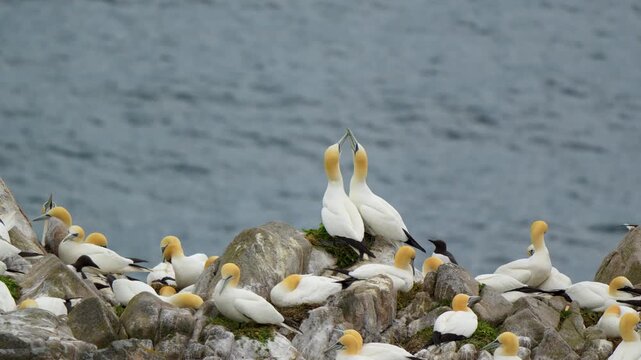 Northern Gannet (Morus bassanus) Mating Pair Billing in a Bustling Cliffside Colony
