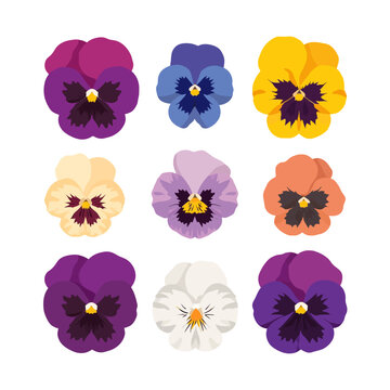 A collection of colorful pansy flowers isolated on a white background.