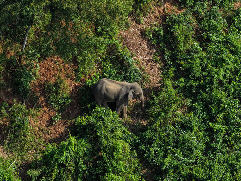 Aerial view of an elephant walking through the dense forest of Garo Hill in Gojni, Sherpur District, Mymensingh Division, Bangladesh.