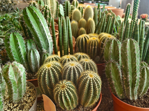 Various types of cacti are arranged in pots at a local nursery. The setting is bright and shows many cacti with different shapes and sizes.