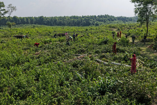 Aerial view of Garo Hill in Gojni with local workers clearing vegetation and logs in a forest area in Sherpur District, Mymensingh Division, Bangladesh.
