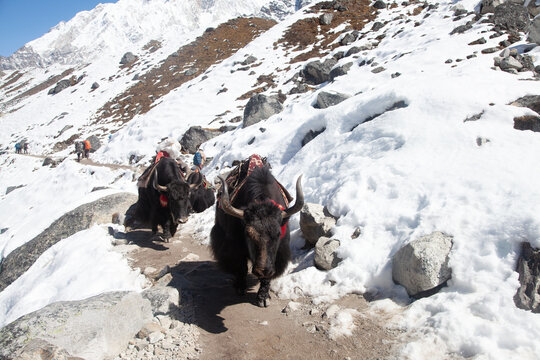 Group of Yaks carrying goods along the route to Everest Base Camp in the Himalayan Mountains of Nepal. Sagarmatha national park, trek to Everest base camp - Nepal Himalayas