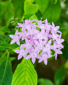 Pentas Lanceolata Botanical Flower Reference Image