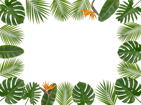 Tropical leaf border with bird of paradise flowers and white png isolated on transparent background
