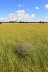 Obraz premium Vast golden meadow under a bright blue sky with fluffy white clouds