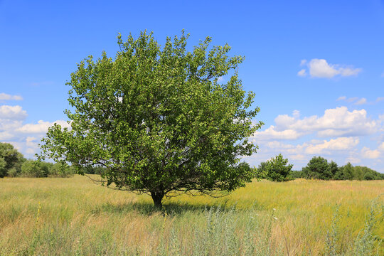 Solitary green tree stands tall in a sunlit meadow under a blue sky