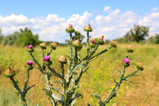 Thorny thistle plants with purple flowers bloom in a sunny meadow under blue sky