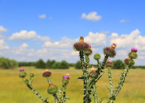 Close-up of prickly thistle flowers blooming under a bright blue sky with clouds