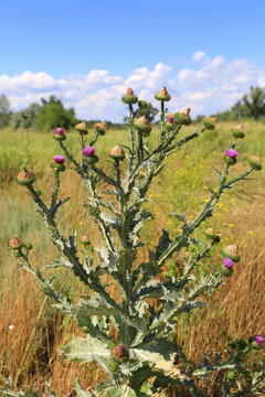 Thorny thistle plant with purple flowers blooming in a dry grassy field