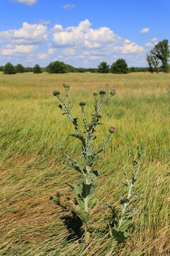 Scenic view of a wildflower plant in a grassy field under a blue sky