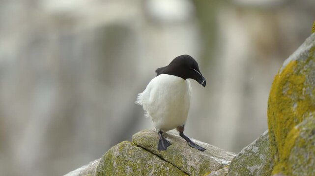 Razorbill (Alca torda) Shaking Feathers and Preening on Lichen-Covered Rock