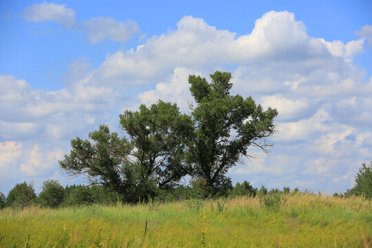 Two large trees stand tall in a sunlit meadow under a blue sky with clouds
