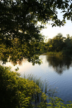 Serene river flowing through lush green foliage at golden hour