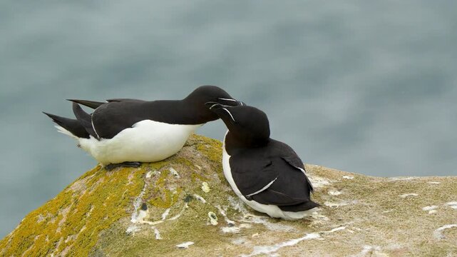 Razorbill (Alca torda) Mating Pair Billing and Stretching on Coastal Cliff
