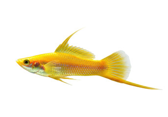 Fototapeta premium Yellow swordtail fish isolated on transparent background