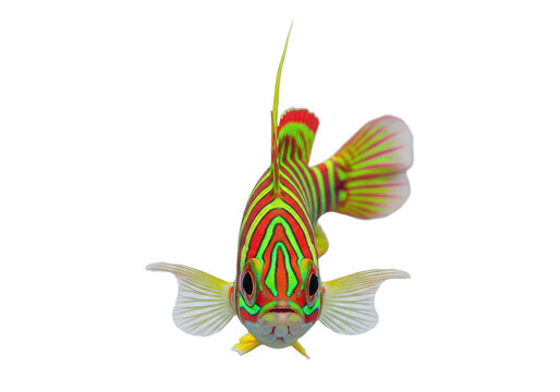 Colorful tropical fish with vibrant stripes isolated on transparent background